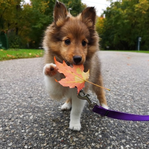 awwww-cute - Getting floofier for fall #sweaterweather (Source - ...