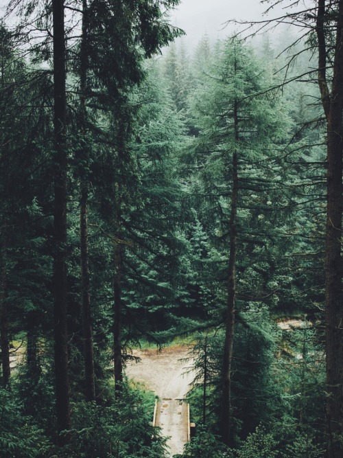 dpcphotography:Deep in the forest //