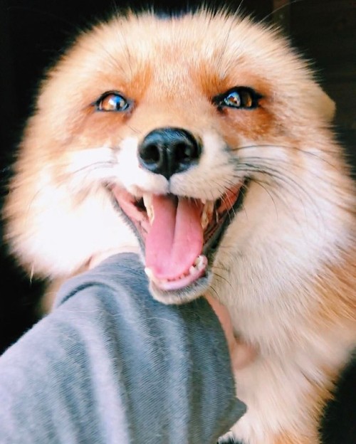 everythingfox - Look at that face 