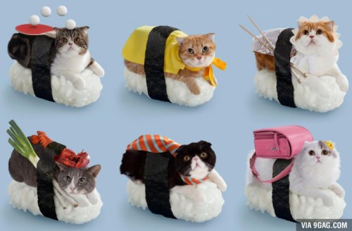 sushi cat on Tumblr