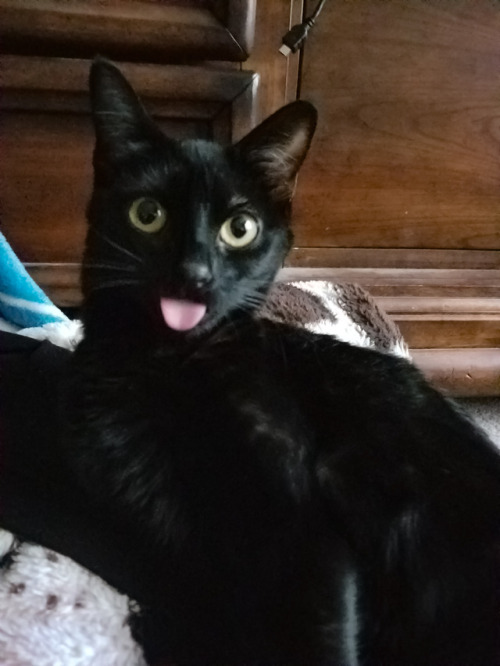  black  cat  on Tumblr 