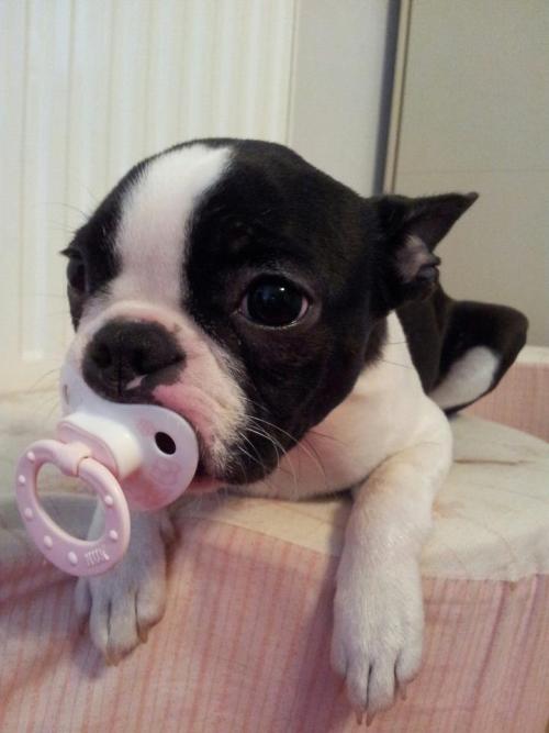 thecutestofthecute - Puppies with pacifiers