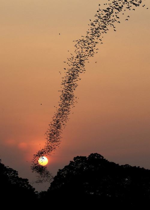 requiem-on-water - bat swarm at sunset by Jean De