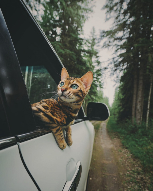 landscape-photo-graphy - Beautiful Bengal Cat Suki Adds Magic...