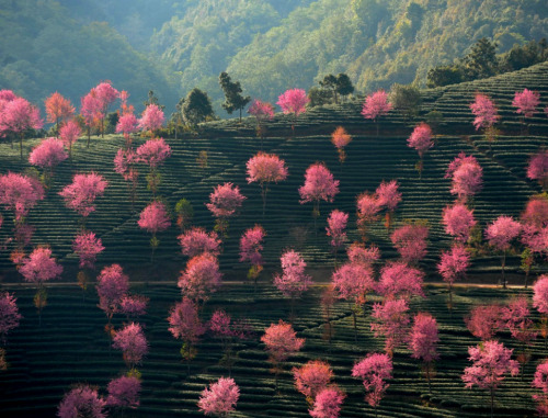 honeyrenaissance - Blossoming pink trees on the mountainous...