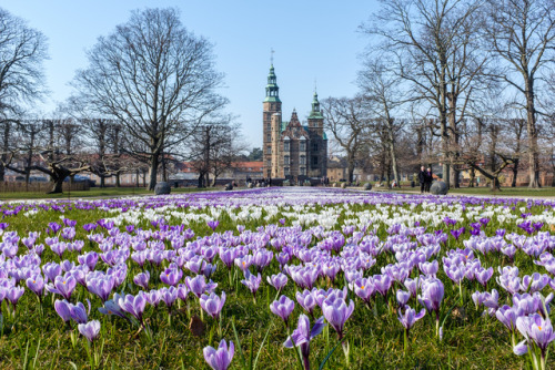 Kings Garden, Copenhagen, Denmark(by Kristoffer Trolle)