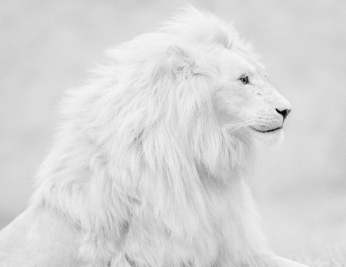 rivieredelalune:White Lion