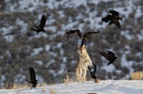 faunaaroundtheworld - Wolf and ravens