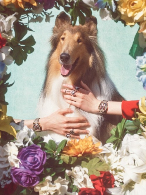 midnight-charm - Gucci celebrates the year of the dogPhotography...
