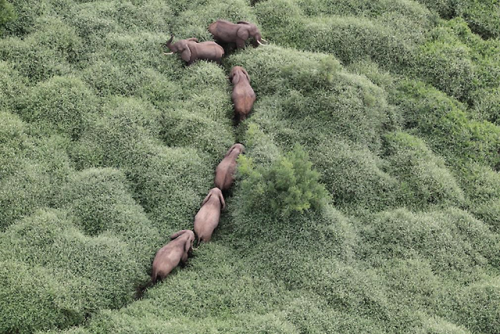 bankston - earthy-soul - Elephants walking through a rain...