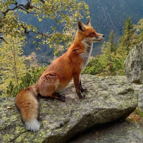 everythingfox - Mountain fox