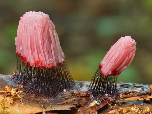congenitaldisease - Stemonitis fusca is a species of slime mold...