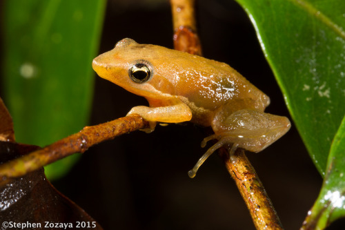 frogs-are-awesome:Blommersia sp. by Stephen ZozayaRanomafana...