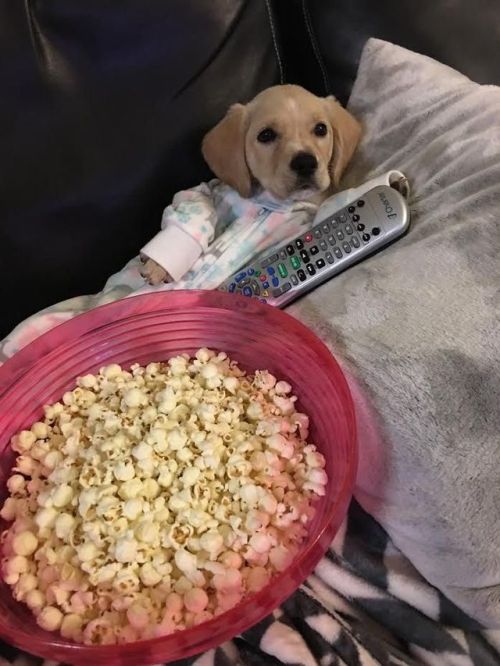 babyanimalgifs - “what’re you plans for tonight?”me - 