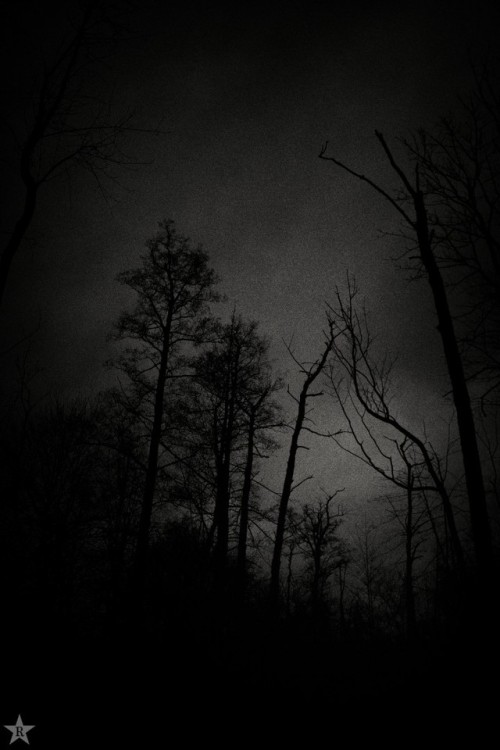 dark forest V