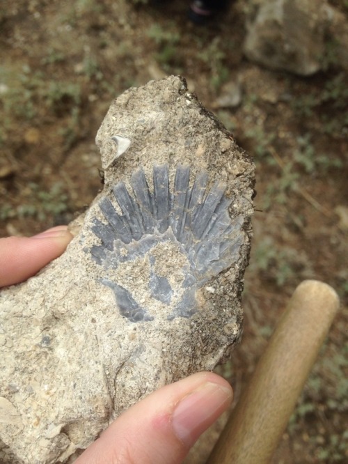 buggirl - Look at the Pecten scallop fossil I found while...