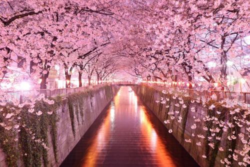 coolthingoftheday - TOP TEN MOST BEAUTIFUL TREE PATHS1....