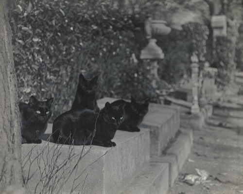 zzzze - Josef Breitenbach, Au Cimetière des chats, 1933-39