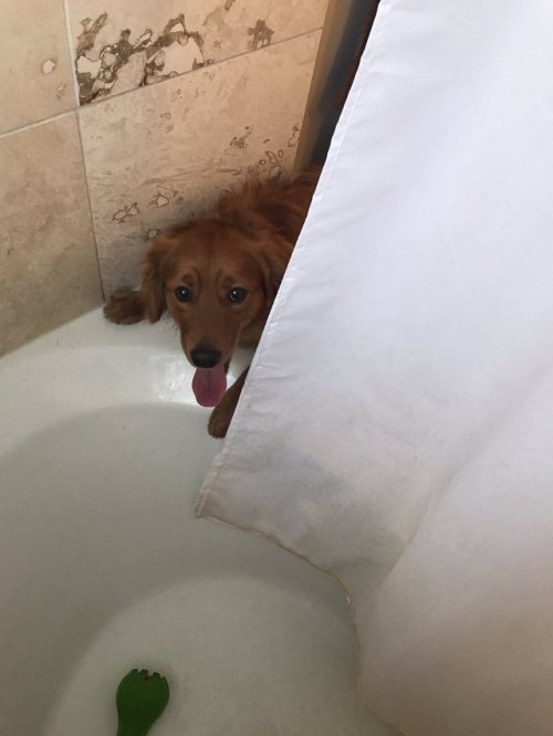 sabanasblancasuniverse - Cada vez que estoy en la ducha mi perro...
