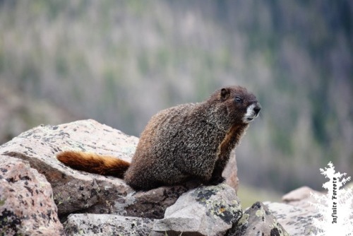 ↟↟↟↟↟↟↟↟↟↟↟↟↟Quite the marmot warren