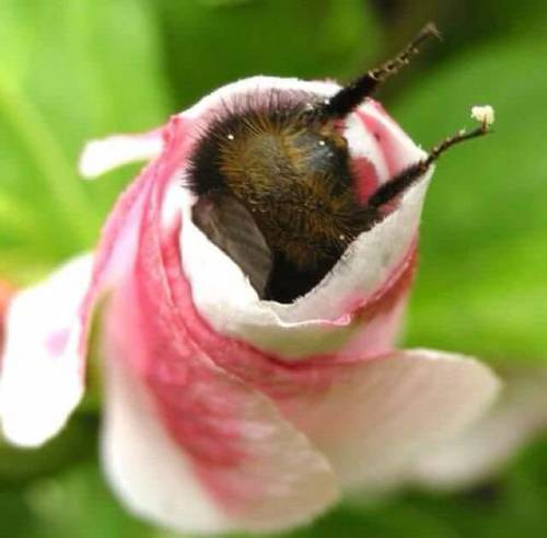 catsbeaversandducks - Some bumble bee butts.Via Imgur