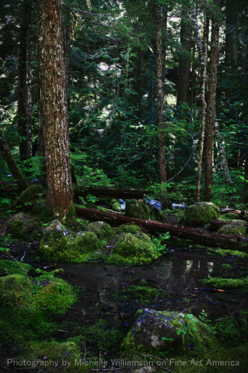 bright-witch - Mt. Hood Forest Flood| Personal Print Shop and...
