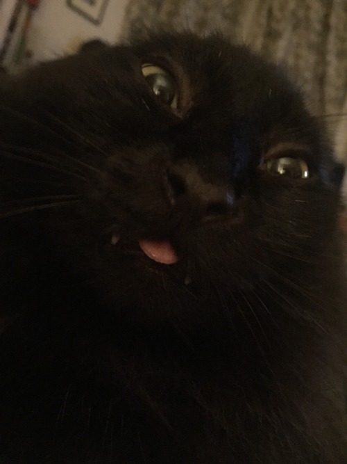 unflatteringcatselfies - Grizzy. He sticks his tongue out a...