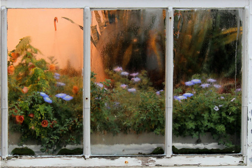 tulipnight - Window by Joel Rhymer