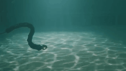 moonmelter - theverge - This terrifying eel-robot will perform...