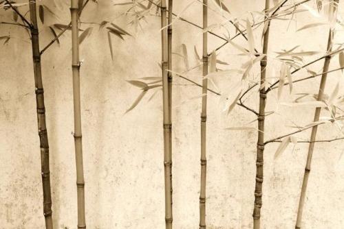 siyahalbatros - Bamboo