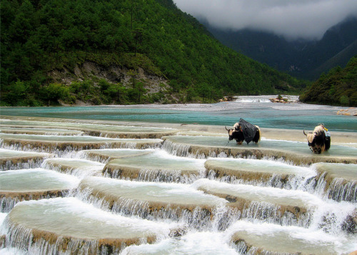 mingsonjia:Yaks at Baishui river, Lijiang, China