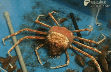 unexplained-events:
“Crab emerging from its old shell and straight into my nightmares.
”