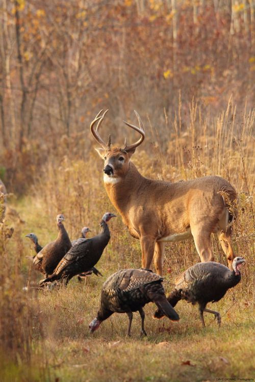 bearcabin - Wild Turkey and Venison… a night to remember!