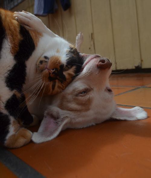 catsbeaversandducks - Berenice the Cat and Lucy the DogThey are...