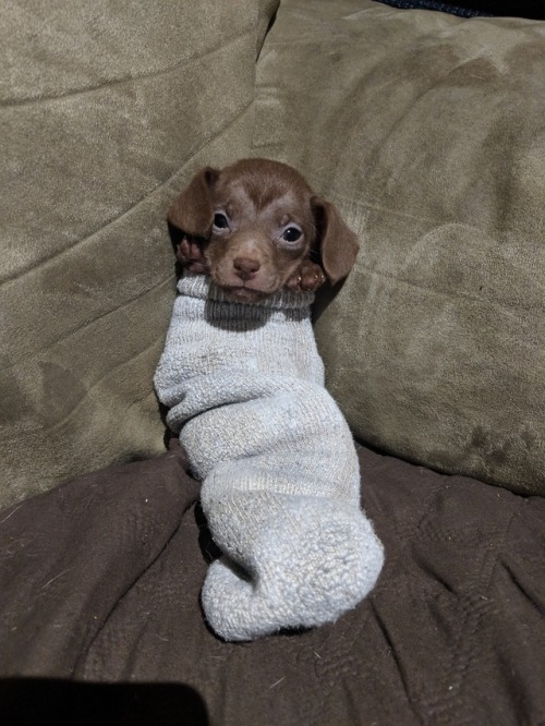 doggopupperforpres - My foster was cold so I put him in my sock....