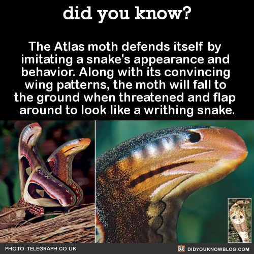 the-atlas-moth-defends-itself-by-imitating-a