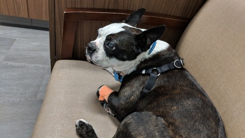 thatdamndogofmine:Archie had to have a tooth pulled. He broke a...