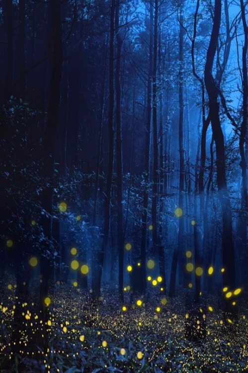 maureen2musings - Fireflies in Munnarrotro.ashish