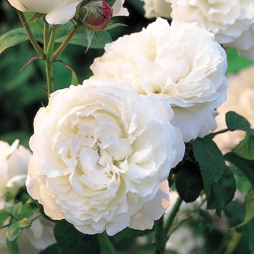 florealegiardini - Winchester Cathedral English shrub rose bred...