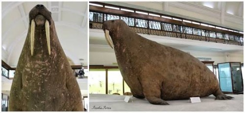 dumb-vampire-aesthetic - k-th-rn - tilthat - TIL the first taxidermy walrus was much larger and...