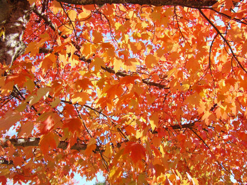 adventures-in-autumn - Autumn Colours            ↳ Orange