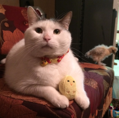 catsbeaversandducks - Scruffles The Fat Cat And his chicken...