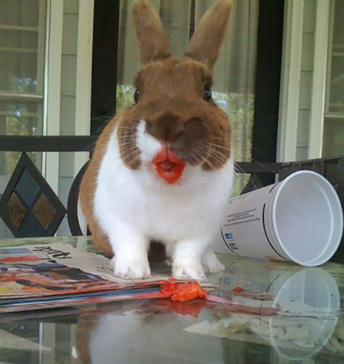 awesome-picz:Animals Eating Berries Look Like Horror Movie...