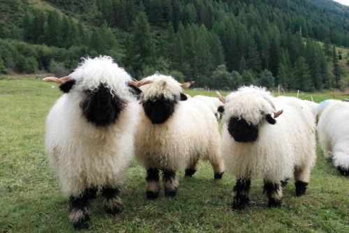 end0skeletal:nprfreshair:Howdy.Valais Blacknose Sheep from...