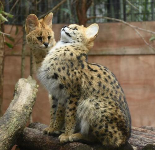pastelvaporwave:cuteanimals-only:Serval cat see, serval cat...