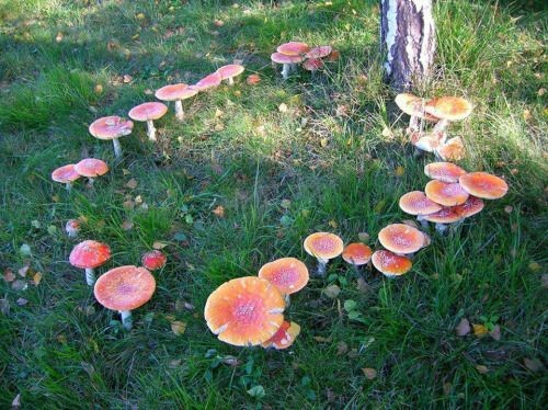 thewiccanwonders - I’d love to find a fairy ring one day. I’d just...