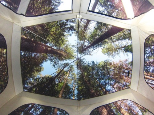 Sequoia wake up