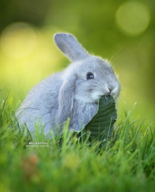 crystalwolfblog - tt280 - adorable-bunnies - ❤️Bunn eat...