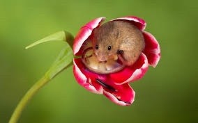 gothic-slug - newromaantics - calliopinot - newromaantics - sometimes harvest mice sleep in tulips....