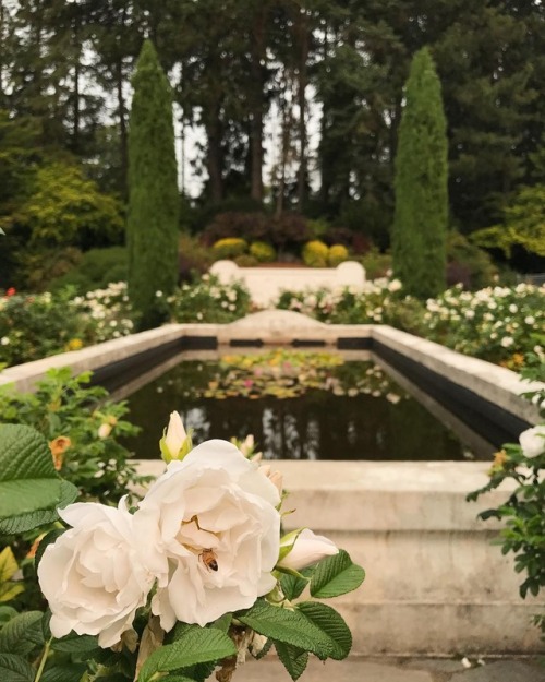 andantegrazioso - Seattle Rose Garden | flora.forager